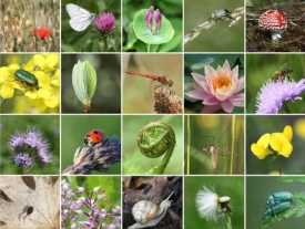 22. svibnja obilježavamo Međunarodni dan biološke raznolikosti - Biljnom hranom do spasa biološke raznolikosti