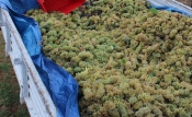 Novi projekt koji će pomoći vinarima zbrinuti sve njihove koštice od grožđa