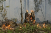 Doktor za drveća upozorava: Požare možemo spriječiti pravilnim odabirom vrste stabala i ostalog raslinja pri sadnji