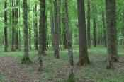 U javnoj raspravi natječaji za sektor šumarstva vrijedni 145 milijuna kuna