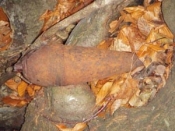 Otuđena drva u Migalovcima a 49-godišnjak pronašao u šumi protuoklopnu minu iz Domovinskog rata