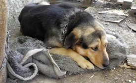 Prijatelji životinja apeliraju na hitno sklanjanje pasa i mačaka u zatvoreno - Ne dopustite da se smrznu vani dok vi spavate u toplom