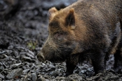 Nove akcije za lovce - Naredba o smanjenju brojnog stanja pojedine vrste divljači i dalje na snazi