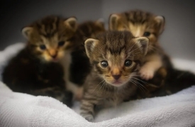 27. svibnja obilježava se Međunarodni dan kastracije slobodnoživućih mačaka