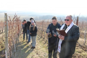 Šestu godinu za redom u vinogradima požeškog Veleučilišta studenti i profesori slave Vincelovo
