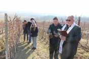 Šestu godinu za redom u vinogradima požeškog Veleučilišta studenti i profesori slave Vincelovo