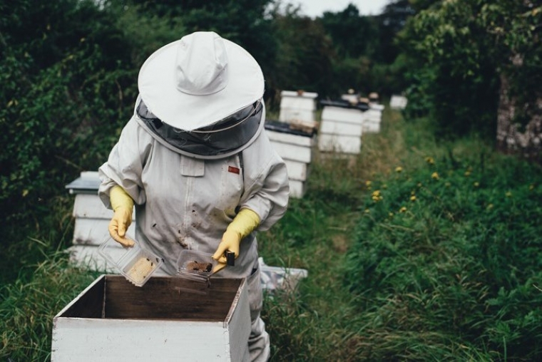 Ministarstvo poljoprivrede i Hrvatski pčelarski savez o stanju u sektoru pčelarstva