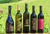 2. Zalazak u vinogradu otkrio izvrsna vina Meridiane Slavonice