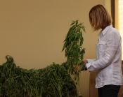 Zapljenili 69 stabljika marihuane 