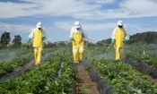 Dozvola za korištenje pesticida dimoksistrobina produžena 6. godinu - udruge podnose tužbu