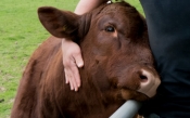 Proizvodnja biljnih mlijeka jedini je kraljevski tretman prema kravama!