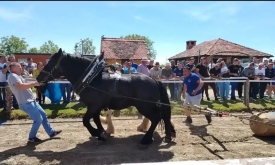 Aktivisti udruge Prijatelji životinja svjedočili su patnji konja na jučerašnjoj štraparijadi kod Velike Gorice