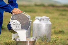 Povećana proizvodnja mlijeka na obiteljskim poljoprivrednim gospodarstvima u 2024. godini