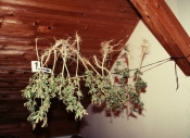 Uzgojili preko 200 komada cannabis biljki