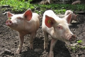 Donesena Naredba o mjerama kontrole za suzbijanje afričke svinjske kuge u RH