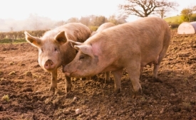 Novi i sve veći slučajevi afričke svinjske kuge u susjednoj Osječko-baranjskoj županiji - ugroženi desetci tisuća svinja