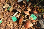 Izloženo 100-njak vrsta gljiva u Parku prirode Papuk