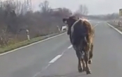 18-godišnji vozač udario kravu koja je istrčala na kolnik a nepoznati vozač izletio u kružnom toku, napravi nered i utekao