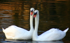 Ministarstvo poljoprivrede potvrđuje influencu ptica - kod tri labuda na jezeru u Koprivničko-križevačkoj županiji