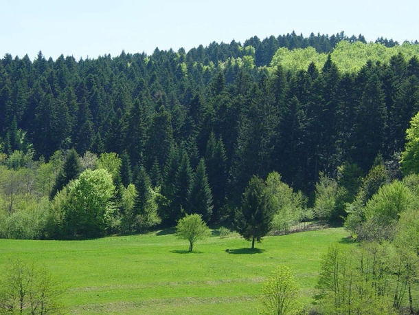 Pozornost usmjeriti na rijetke šumske zajednice