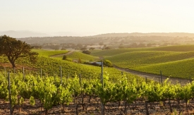 Preporuke za zaštitu početkom svibnja za voćare, vinogradare i ratare
