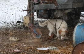 Nastavak kampanje za zabranu držanja pasa na lancu  -  Primitivan je onaj koji ima psa na lancu