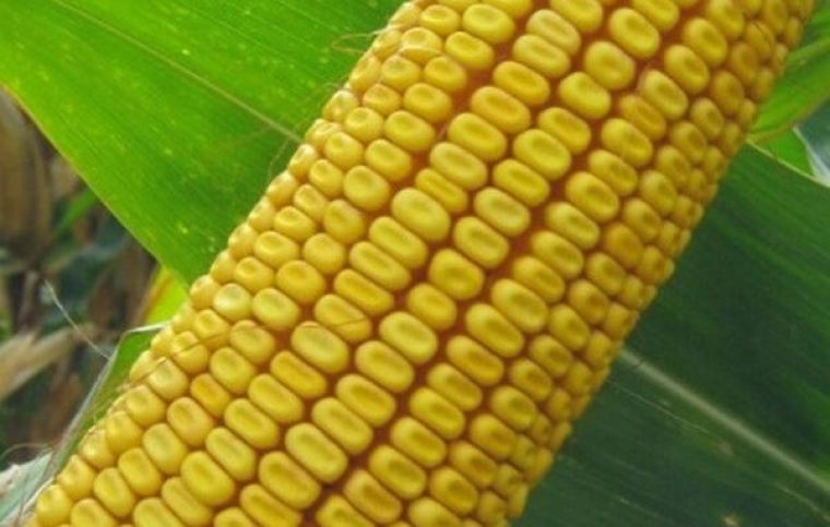 Prijedlog potpore proizvođačima sjemenskog kukuruza zbog ratnih zbivanja u Ukrajini