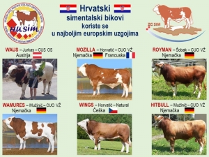 Povijesni uspjeh hrvatskog uzgoja goveda a hrvatski bik otac novih generacija u Bavarskoj