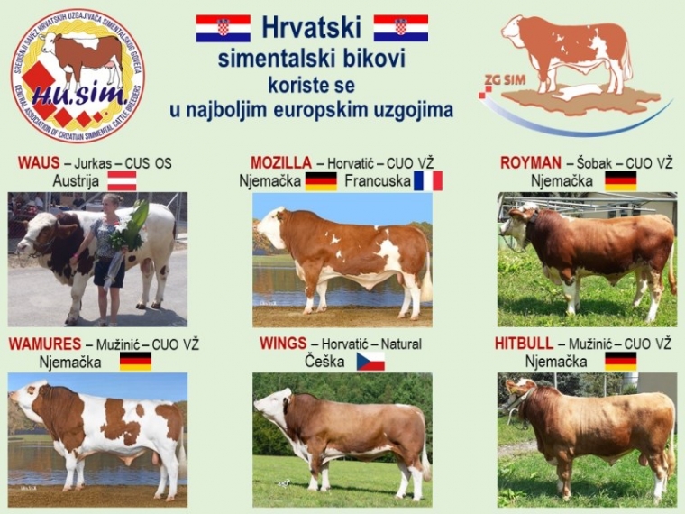 Povijesni uspjeh hrvatskog uzgoja goveda a hrvatski bik otac novih generacija u Bavarskoj