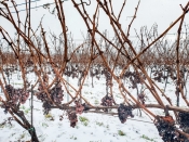 Vrhunac vinogradarske sezone – ledena berba traminca vinarije Kutjevo na vinogradarskom položaju Hrnjevac