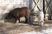 Primjenom biosigurnosnih mjera do sprječavanja pojave afričke svinjske kuge koja je zahvatila države Balkana i Europe