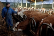 Krave su rasprodali ili ih drže u &#039;hladnom pogonu&#039;