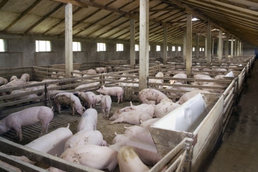 Novo stanje s Afričkom svinjskom kugom u RH - Rješenje o zonama ograničenja I i III u 4 slavonske županije
