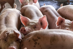 Ukida se zona zaštite i nadziranja koja se odnosi na afričku svinjsku kugu u Vukovarsko-srijemskoj županiji