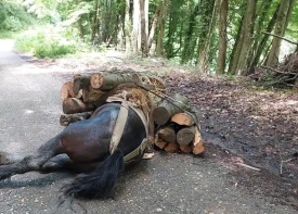 Jednog konja mlatio granom, a drugi se srušio pretovaren drvima