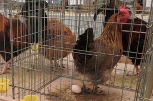 Zahtjev za potpore za unaprjeđenje uzgoja izvornih pasmina peradi možete podnijeti do 20. listopada