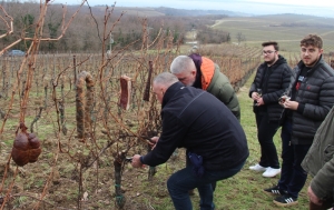 Orezani trsovi vinske loze i obilježeno prvo Vincelovo ove godine u Požeštini u vinogradu FTRR i Vinum Academicum iznad Vetova