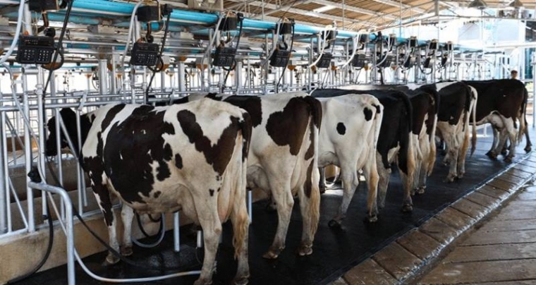 Nacrt prijedloga Programa izvanredne potpore za sektore mliječnog govedarstva, svinjogojstva i peradarstva