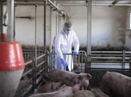 EFSA, HAPIH i Ministarstvo poljoprivrede u borbi protiv afričke svinjske kuge