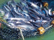 Odobren novi šestogodišnji Program za ribarstvo i akvakulturu vrijedan 2,6 milijardi kuna